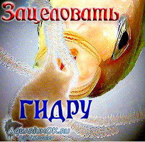 Кракен сс